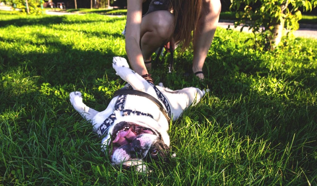 Dog Skin Allergies Master Guide Article - Lilydale Vet - Canine Skin Allergies And Tylenol