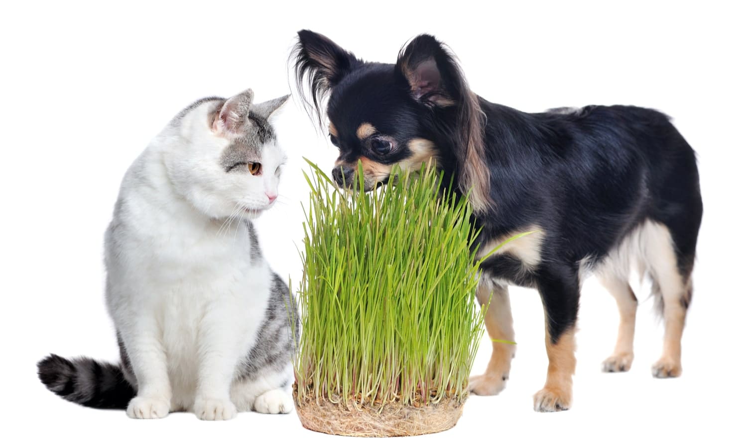 Wheatgrass powder supplier Wheatgrass powder supplier