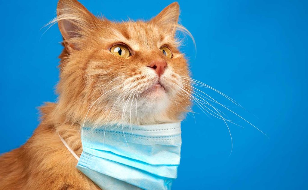 What Is Cat Flu? Lilydale Vet Centre