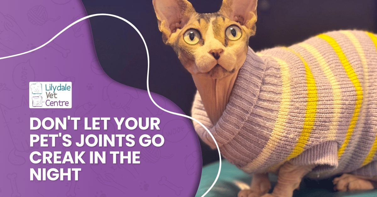 Don'T Let Your Pet'S Joints Go Creak In The Night: Support Your Mate During The Colder Months 1 | Lilydale Vet | Veterinary Care | Image Feature Img | Lilydale Vet | Veterinary Care | Image
