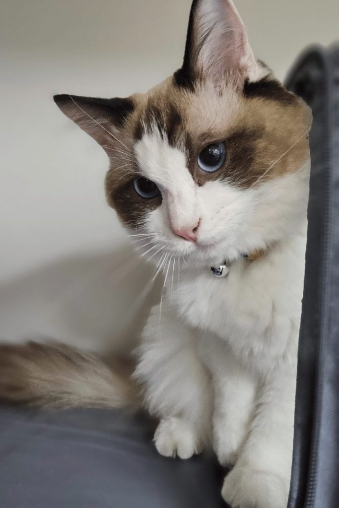 The cat is looking grumpy, showing excessive vocalising possibly linked to illness or stress.