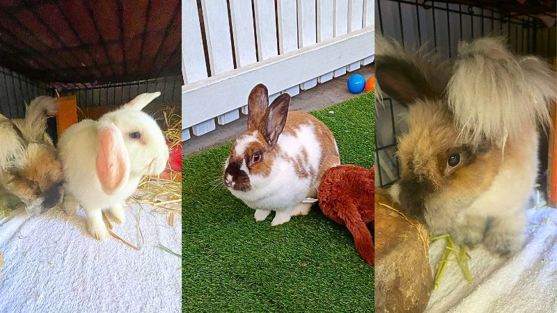 Butterfly, grieving her bonded mate, Cinnamon, the curious rabbit, loves snack-stealing, and Buttons, enjoys running, jumping, and sneaking snacks