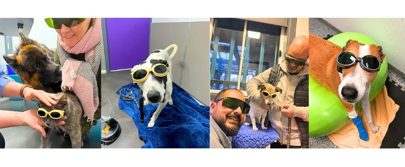 Dog And Cat Relaxing During K-Laser Therapy Session, A Gentle, Drug-Free Treatment For Healing Wounds And Easing Arthritis Pain.