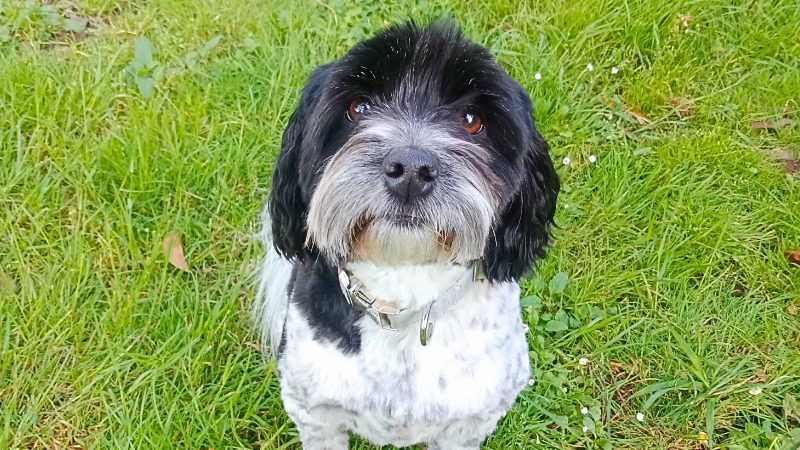 Belle, the cuddly Maltese cross, enjoys gentle couch cuddles and slow walks—Emmy’s sweet companion and ruler of the household.
