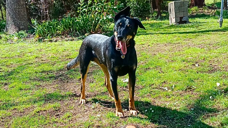 Bam, the clever Kelpie, opens baby gates and fridges with ease—Emmy’s loyal, calm dog bonded to her rabbits as emotional support.