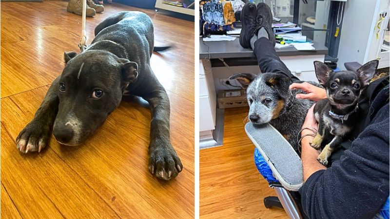 Pet parent comforts nervous dog showing signs of emotional distress after taking advice from a Behaviourist.