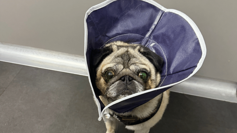 IMG 1 | Lilydale Vet | Veterinary care | Image