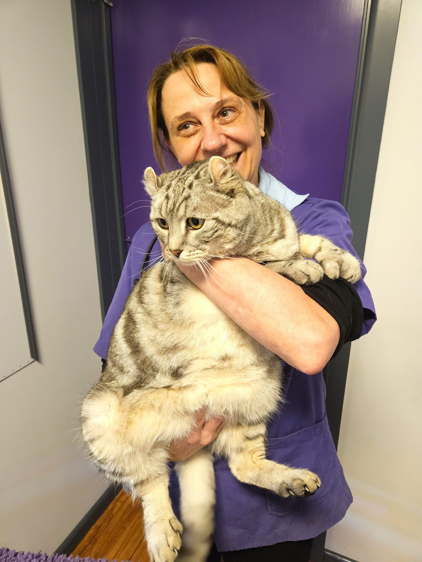 Vet gently examining a relaxed cat: early testing and vaccination can help protect social cats from FIV, also known as feline AIDS.