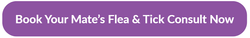 Book Your Mates Flea Tick Consult Now | Lilydale Vet | Veterinary care | Image