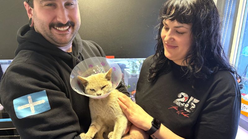Pet parent holding their cat close: FIV-positive cats can live long, healthy lives with proper care, regular check-ups, and love.