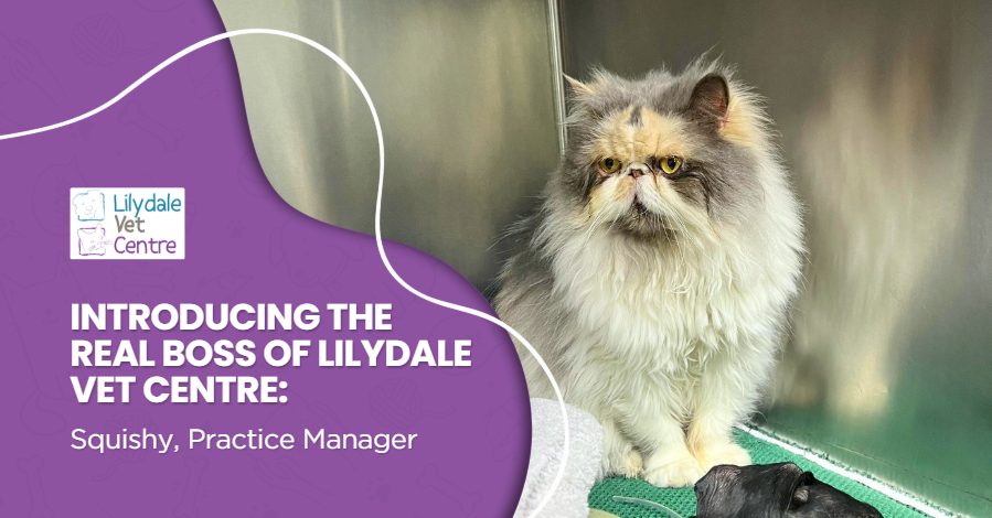 Introducing The Real Boss Of Lilydale Vet Centre: Squishy, Practice Manager 1 | Lilydale Vet | Veterinary Care | Image Introducing The Real Boss Of Lilydale Vet Centre Squishy Practice Manager Blog 1 | Lilydale Vet | Veterinary Care | Image