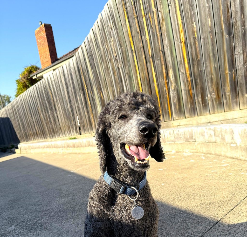 Lp 1 | Lilydale Vet | Veterinary Care | Image