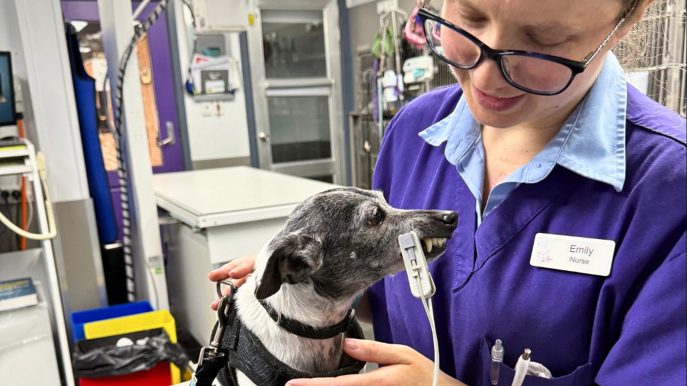 Affordable Chronic Pet Meds With Vet Oversight—Only At Lilydale Vet Centre
