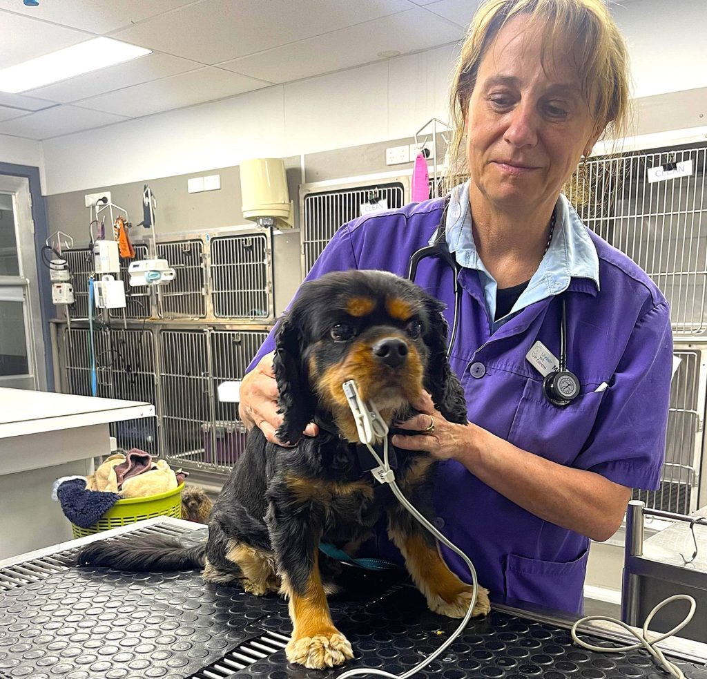 Vet-Supervised Long-Term Pet Meds—Safer Than Online Pharmacies, Same Price.