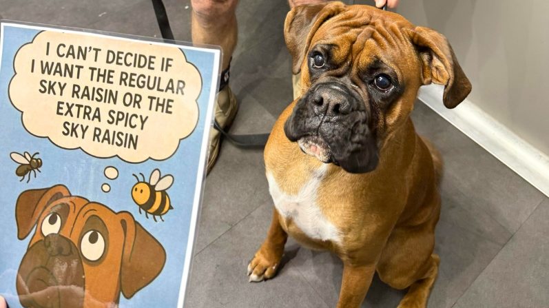 Happy Boxer, protected from fleas and ticks with Lilydale Vet Centre’s annual preventative—safe, simple, and lasting all year.