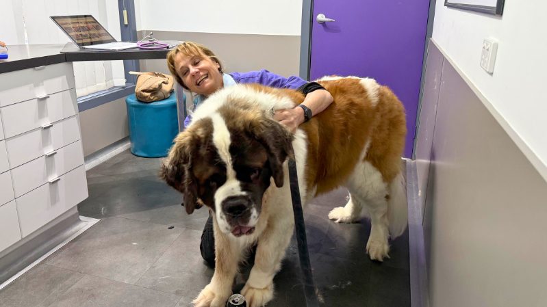 Dr. Miranda gently administers annual flea and tick injection to a relaxed dog. No oily mess, no skipped pills, just 12 months of vet-backed protection.