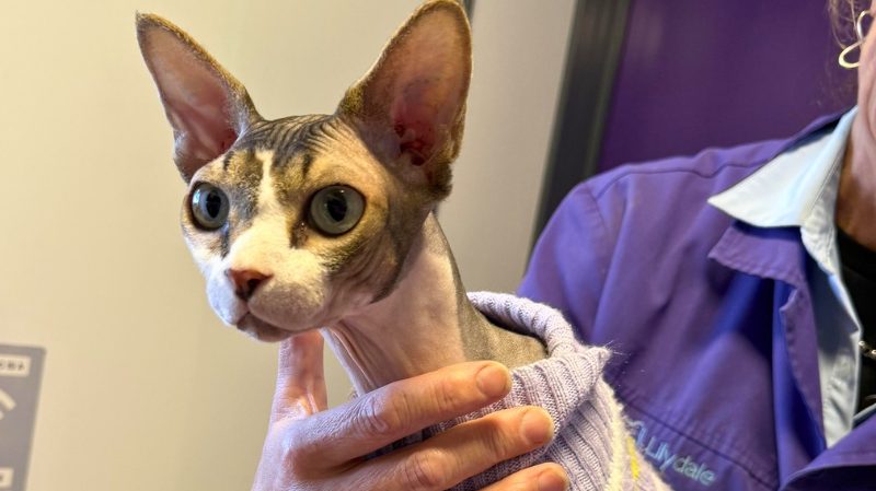 Happy senior cat—routine check-ups, annual vaccinations, and early detection help prevent organ damage caused by leptospirosis.