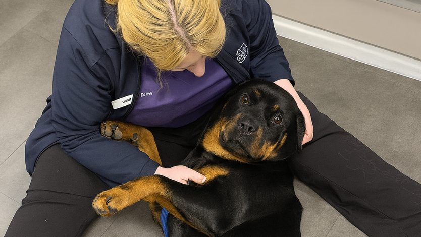 Vet nurse Emily examines a Rottweiler for summer allergy symptoms. Discover expert veterinary care for itchy dogs and skin allergy treatment options.