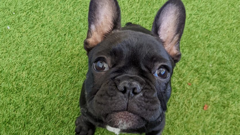 Cute pug with itchy skin sitting outdoors during allergy season. Learn dog allergy symptoms, treatment options, and summer pet care from your local vet.