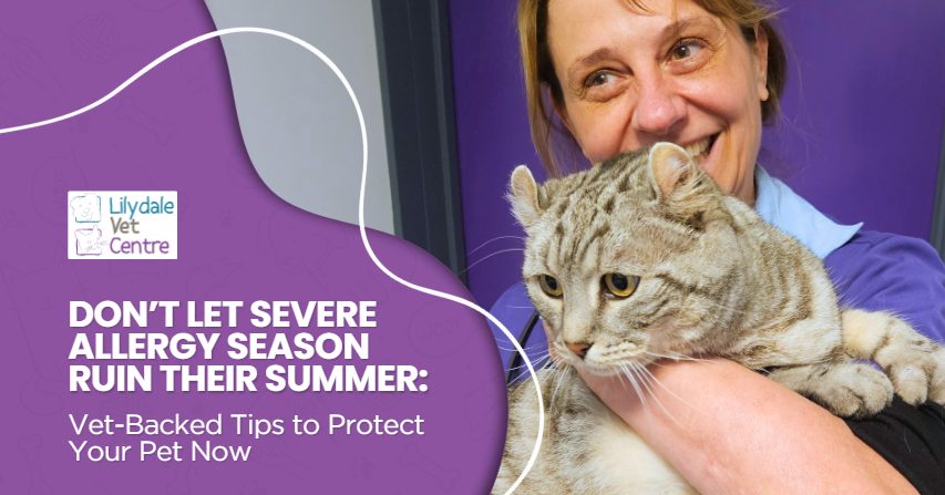 Don’t Let Severe Allergy Season Ruin Their Summer: Vet-Backed Tips To Protect Your Pet Now 1 | Lilydale Vet | Veterinary Care | Image Allergic Cat Grooming Itself Due To Itchy Skin And Irritation. Understand Common Cat Allergy Triggers, Skin Rashes, And When To See A Vet.