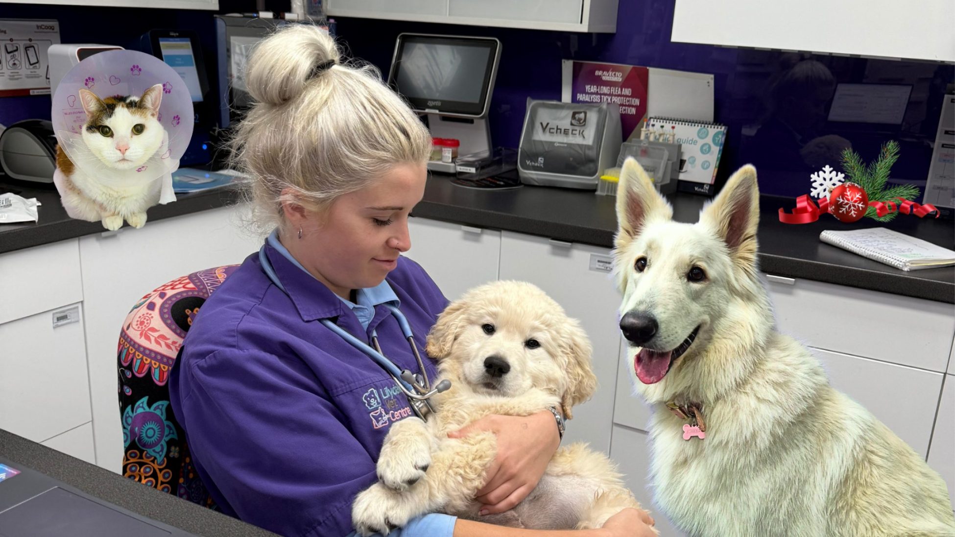 Christmas Opening Hours &Amp; Holiday Care Update 2 | Lilydale Vet | Veterinary Care | Image Holiday Hours Announcement Showing Lilydale Vet Centre’s Christmas Vet Opening Hours And Emergency Vet Care Options To Help Pet Owners Plan Safe Pet Care Over The Festive Season.