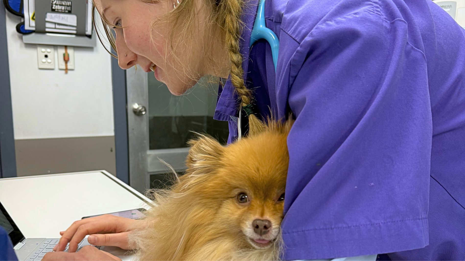 Keep Pets Safe This Christmas: The Naughty And Nice Snack List 3 | Lilydale Vet | Veterinary Care | Image Christmas Pet Safety Tips From Lilydale Vet Centre. Keep Pets Safe And Happy With Healthy Treats And Avoid Toxic Holiday Foods.