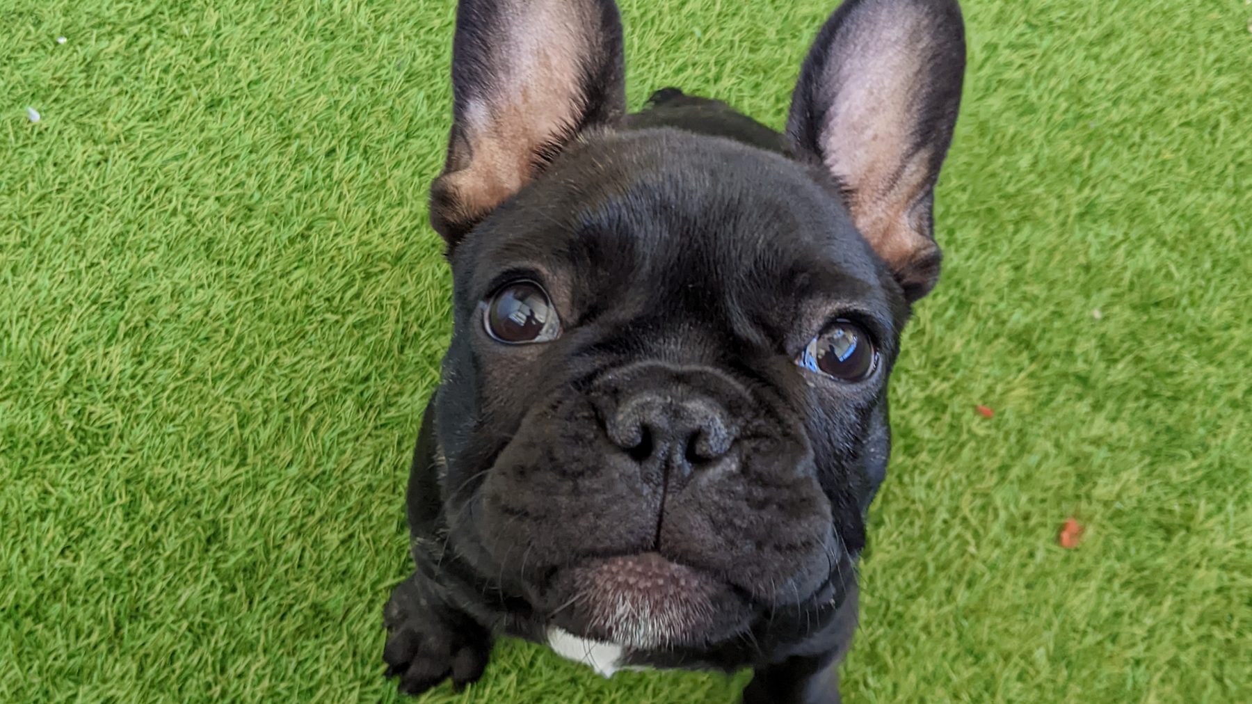 Protect Your Flat-Faced Bestie: Simple Ways To Prevent Boas Problems 5 | Lilydale Vet | Veterinary Care | Image French Bulldog Enjoying Outdoor Playtime After Weight Loss, Showcasing Better Breathing And Strong Spinal Posture.