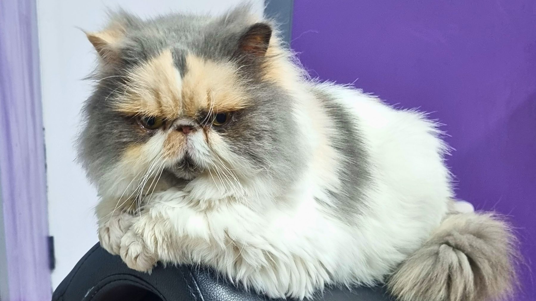 Protect Your Flat-Faced Bestie: Simple Ways To Prevent Boas Problems 4 | Lilydale Vet | Veterinary Care | Image Persian Cat Grooming With Healthy, Glowing Skin And Clear Eyes After Premium Omega-Rich Diet And Wrinkle Care Routine.