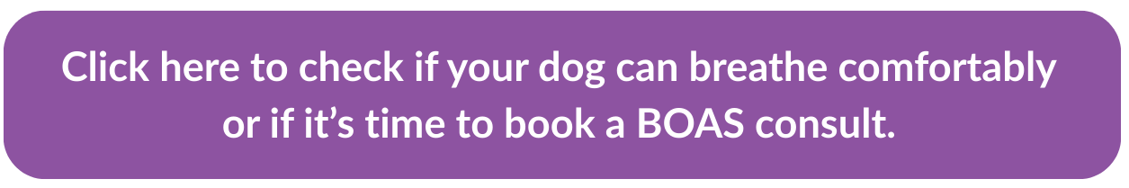 Protect Your Flat-Faced Bestie: Simple Ways To Prevent Boas Problems 2 | Lilydale Vet | Veterinary Care | Image Learn Tips To Protect Your Flat-Faced Dog Or Cat From Boas, Skin, And Spinal Issues. Keep Your Bulldog, Pug, Or Persian Safe, Healthy, And Happy.