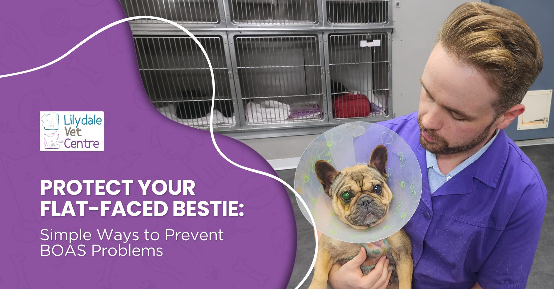 Protect Your Flat-Faced Bestie: Simple Ways To Prevent Boas Problems 1 | Lilydale Vet | Veterinary Care | Image Flat-Faced Bulldog Resting Comfortably After Boas Surgery, Breathing Easily And Showing Improved Health And Vitality.