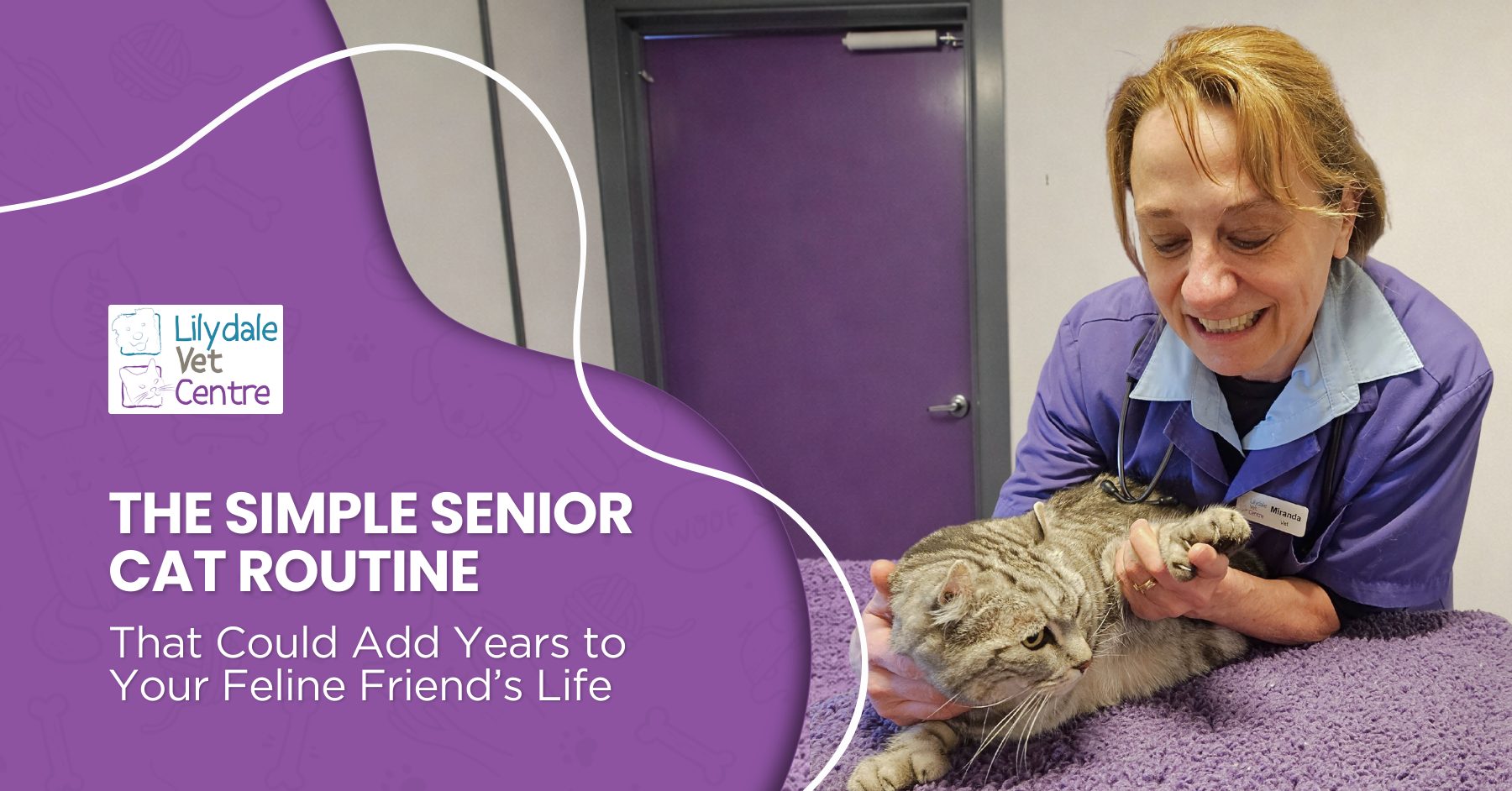 The Simple Senior Cat Routine That Could Add Years To Your Feline Friend’s Life 1 | Lilydale Vet | Veterinary Care | Image A Veterinarian Gently Examining An Aging Cat’s Joints To Detect Early Arthritis, Showing Compassion And Proactive Care For Senior Cats At Lilydale Vet Centre.