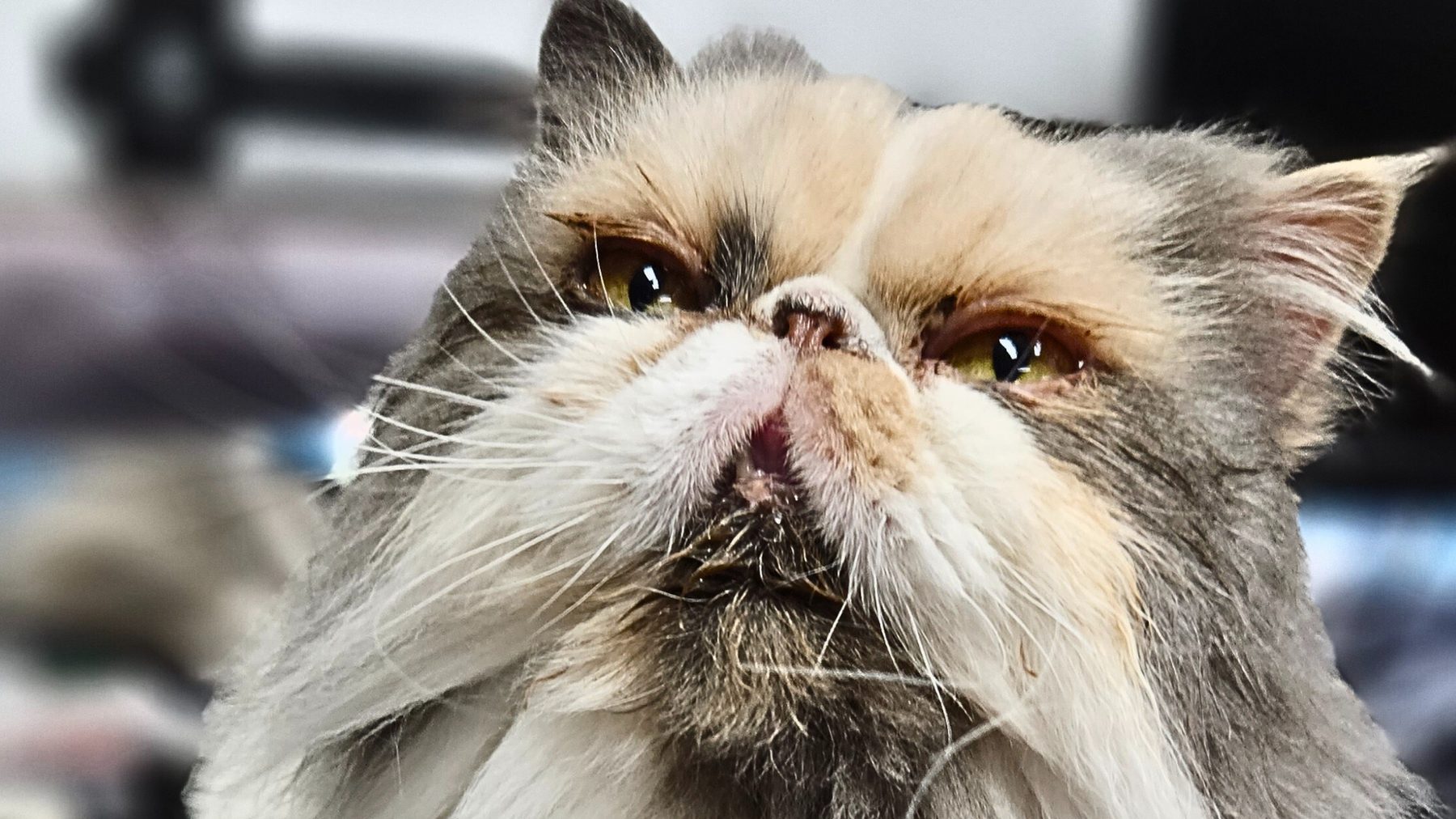 The Simple Senior Cat Routine That Could Add Years To Your Feline Friend’s Life 2 | Lilydale Vet | Veterinary Care | Image A Senior Tabby Cat Relaxing On A Cozy Blanket After A Vet Check-Up, Symbolizing Warmth, Comfort, And Proactive Senior Cat Care At Lilydale Vet Centre.