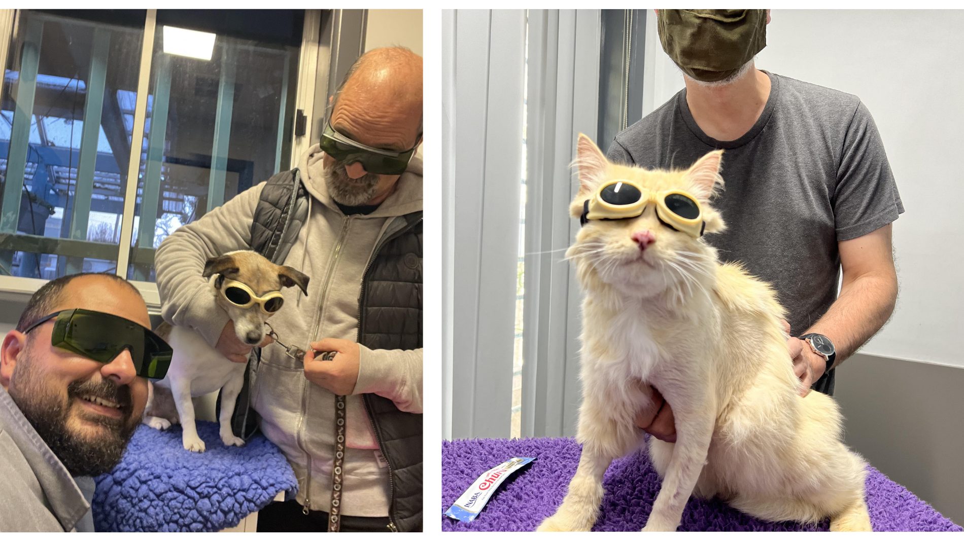 Pet Laser Therapy For Pain Relief: A Gentle Breakthrough 2 | Lilydale Vet | Veterinary Care | Image Close-Up Of Dog Receiving Pet Laser Therapy With Red Light Device While Owner Stays Beside Them, Both Wearing Protective Safety Goggles.