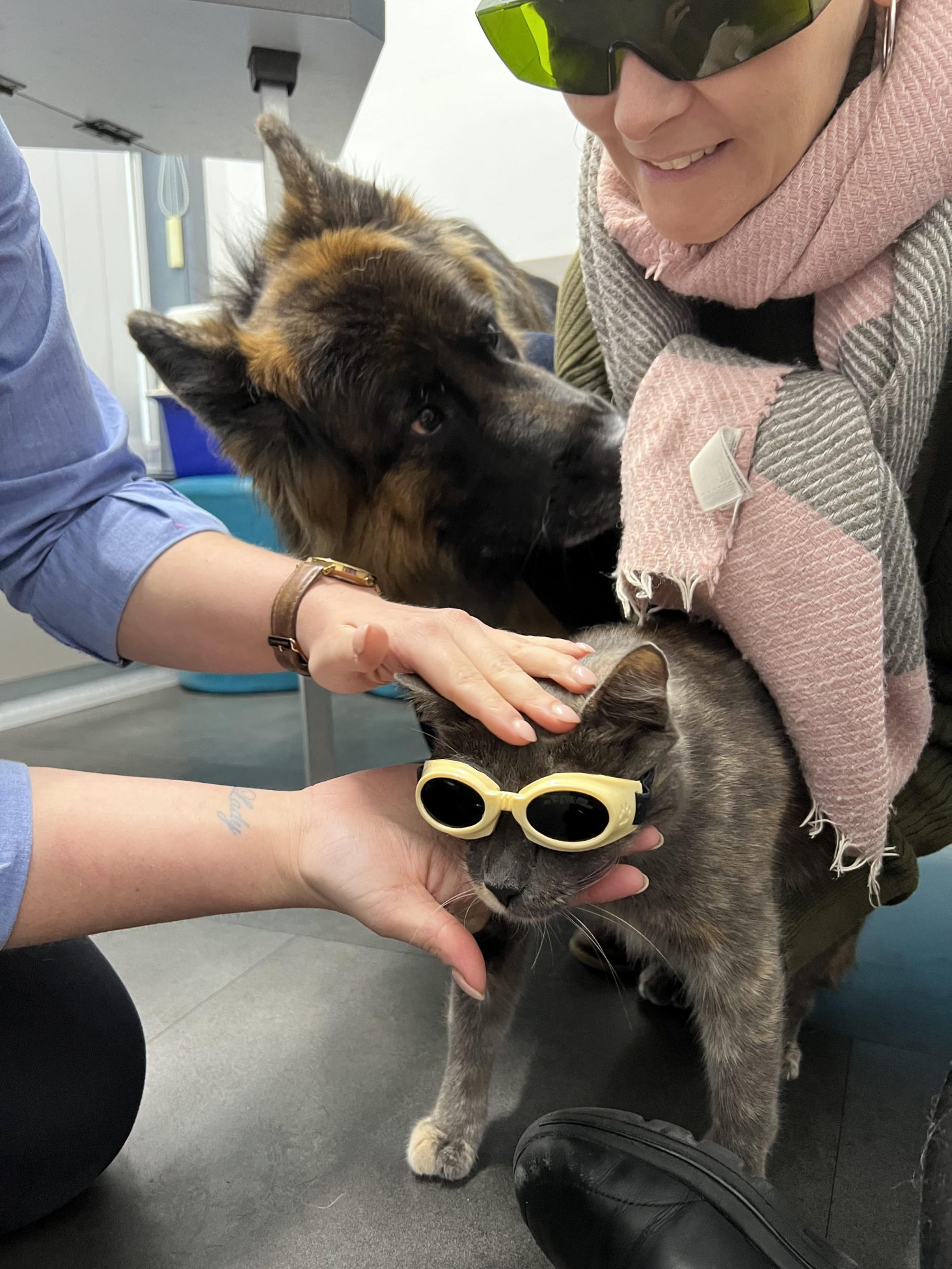 Pet Laser Therapy For Pain Relief: A Gentle Breakthrough 3 | Lilydale Vet | Veterinary Care | Image Veterinarian Performing Laser Therapy For Pets On A Relaxed Dog Wearing Protective Goggles During A Painless Red Light Treatment Session In A Clinic.