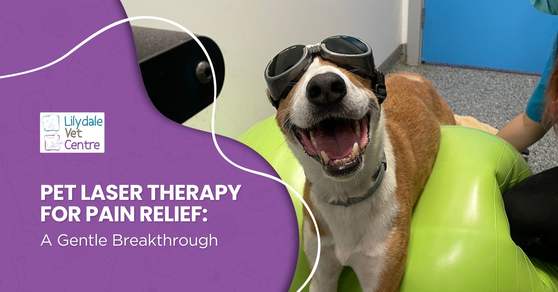 Pet Laser Therapy For Pain Relief: A Gentle Breakthrough 1 | Lilydale Vet | Veterinary Care | Image Senior Dog Lying Calmly During Laser Therapy For Arthritis Relief, Red Light Device Applied To Joint Area With Veterinary Staff Monitoring Treatment.
