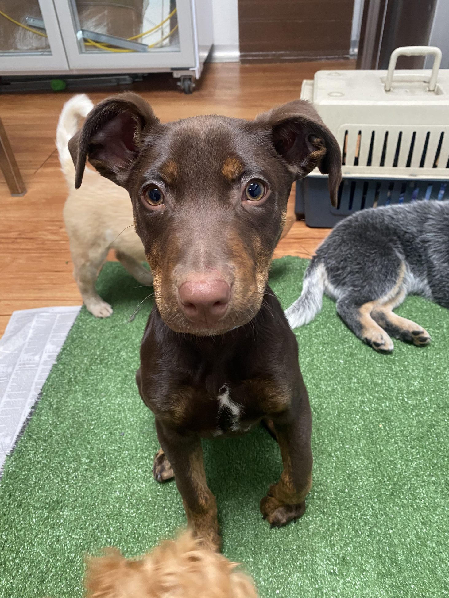 The Truth About Your Itchy Dog: What Dr Miranda Wants You To Know 2 | Lilydale Vet | Veterinary Care | Image Itchy Dog Scratching On Carpet At Home, Showing Signs Of Dermatitis Caused By Environmental Allergies And Weak Skin Barrier Needing Omega Balance And Vet Care.