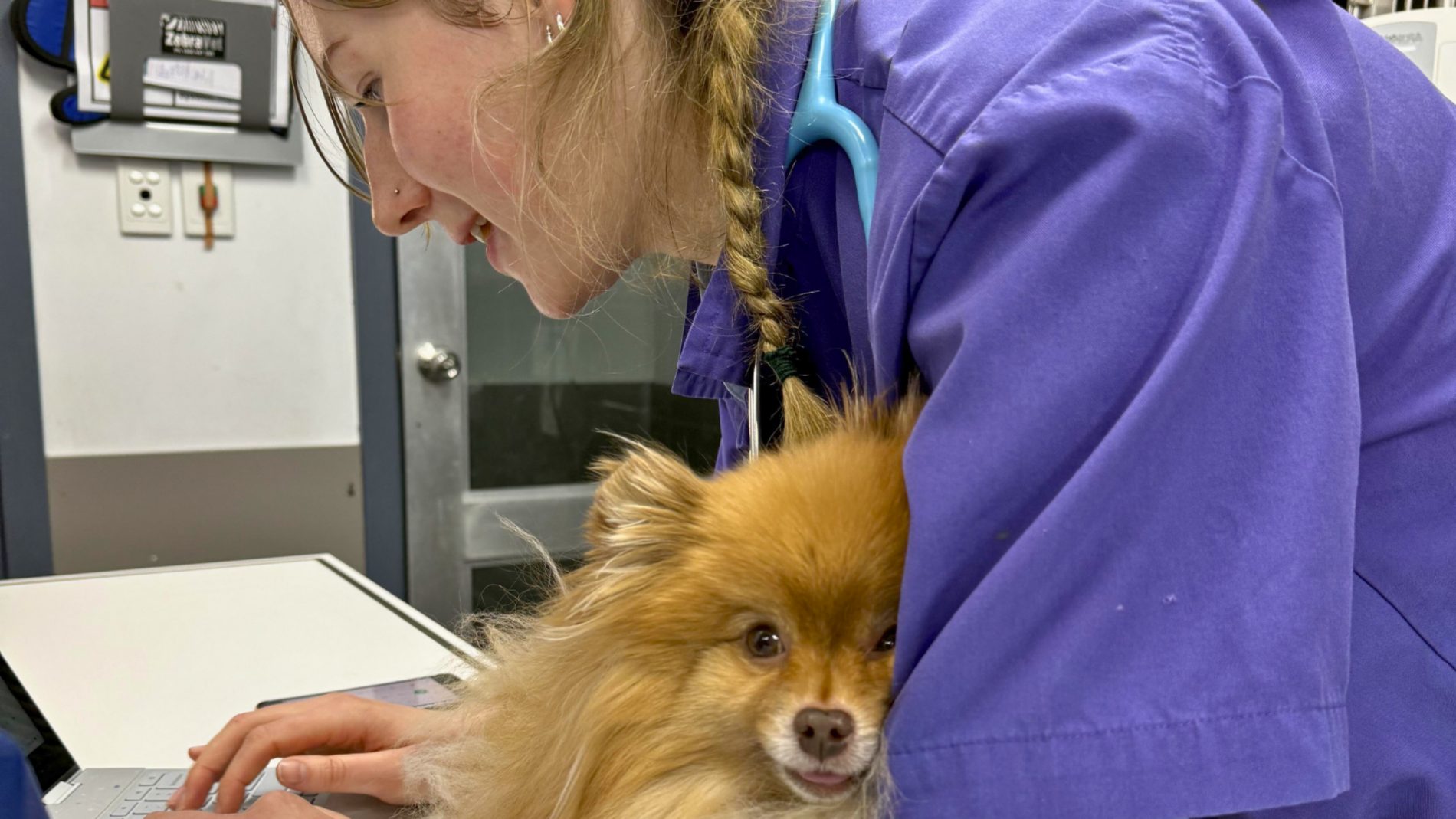 The Truth About Your Itchy Dog: What Dr Miranda Wants You To Know 3 | Lilydale Vet | Veterinary Care | Image Vet Examining Itchy Dog With Red Skin And Hair Loss, Discussing Dermatitis Treatment, Omega-3 Support, Skin Barrier Repair, And Tailored Medication Plan.
