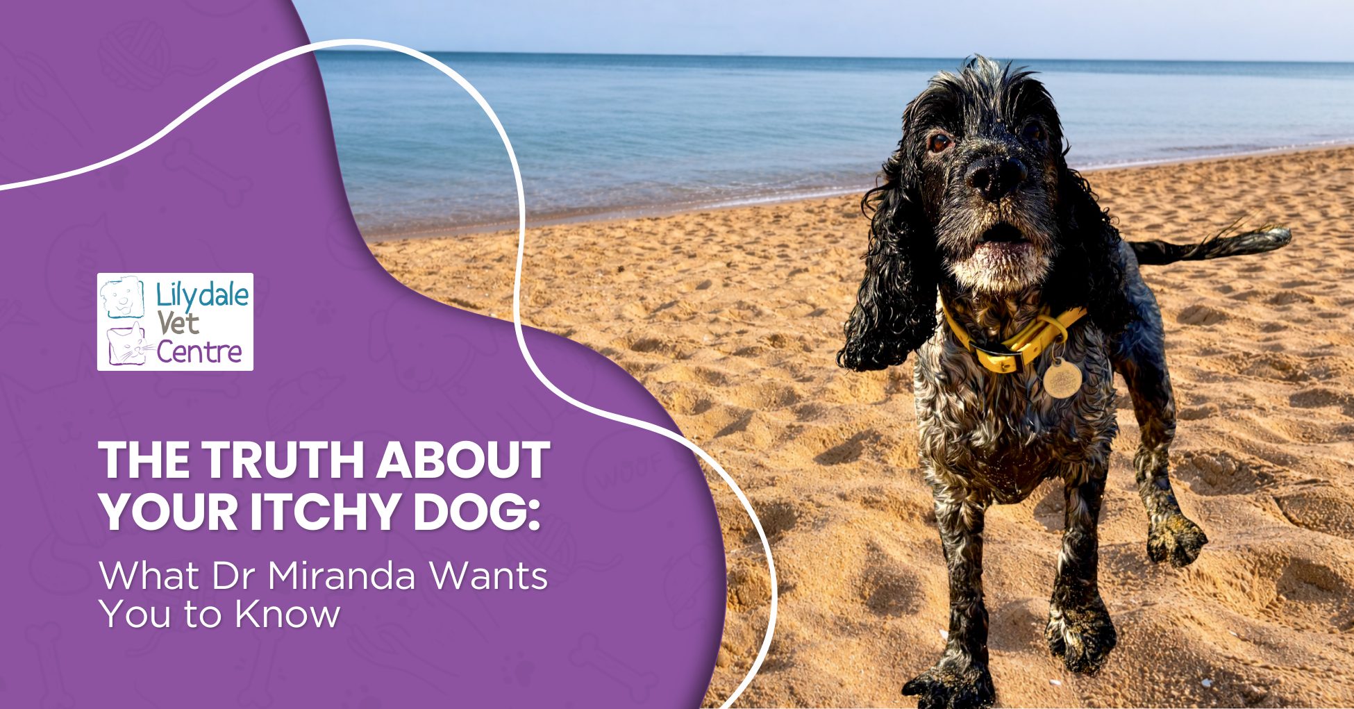 The Truth About Your Itchy Dog: What Dr Miranda Wants You To Know 1 | Lilydale Vet | Veterinary Care | Image Close-Up Of Dry Flaky Skin On Itchy Dog Paw, Highlighting Dermatitis, Inflammation, Need For Omega 3 To 6 Ratio Balance And Topical Therapy Support.