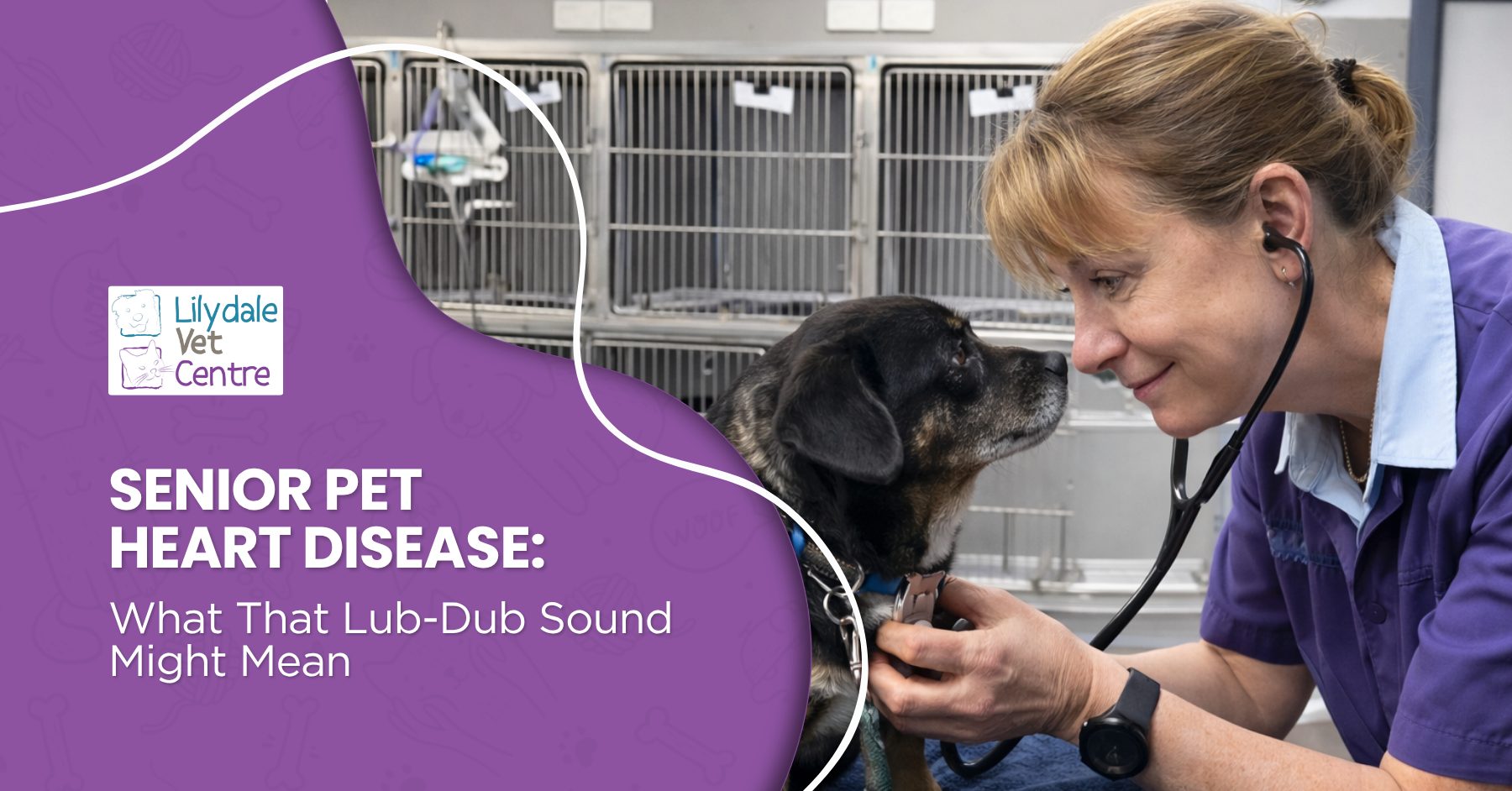 Senior Pet Heart Disease: What That Lub-Dub Sound Might Mean 1 | Lilydale Vet | Veterinary Care | Image Senior Dog Sitting Calmly In A Veterinary Clinic While A Vet Performs A Health Check, Listening To The Heart To Detect Murmurs Or Early Heart Disease In Ageing Pets.