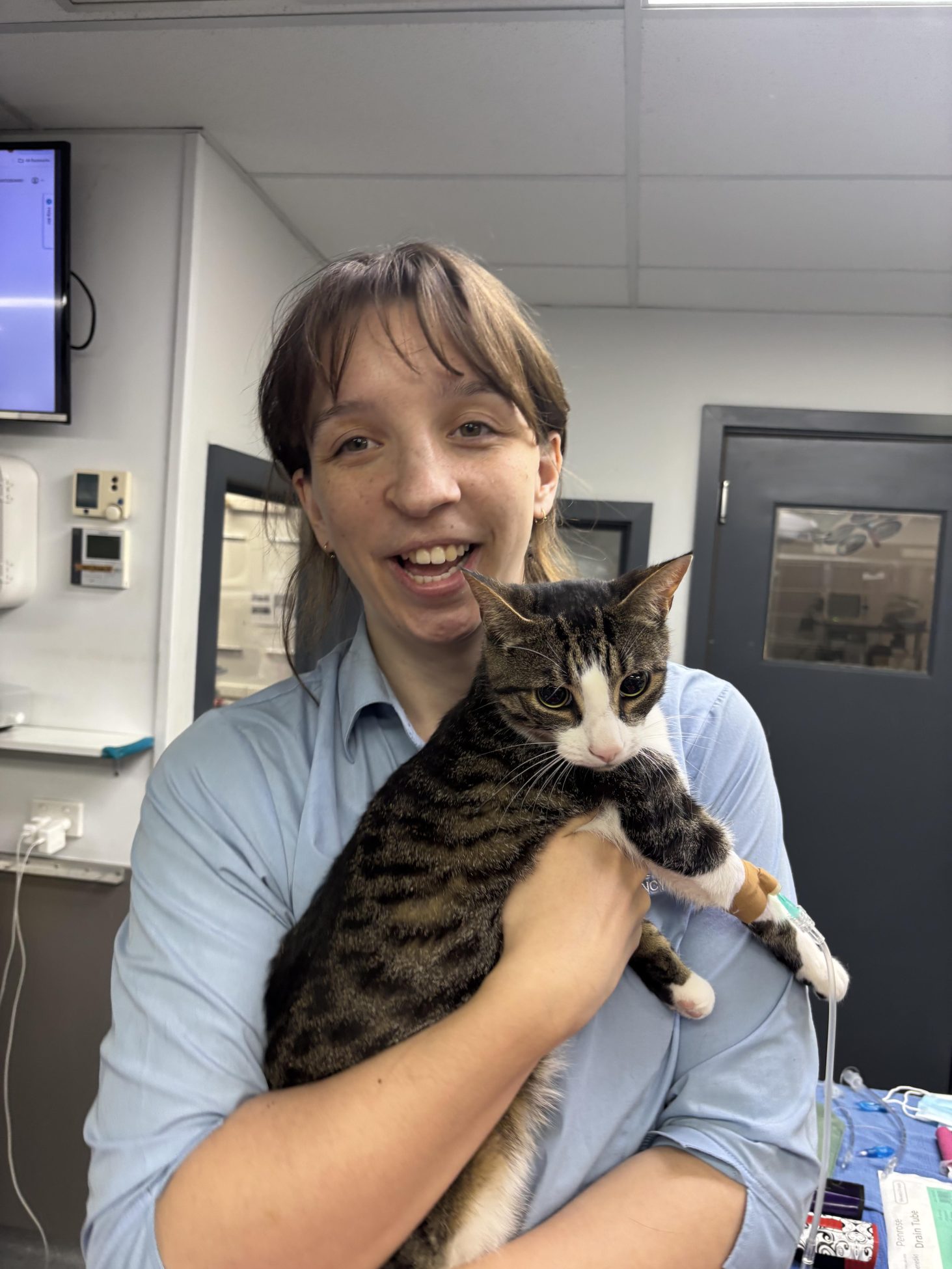 Senior Pet Heart Disease: What That Lub-Dub Sound Might Mean 2 | Lilydale Vet | Veterinary Care | Image Veterinarian Gently Holding A Senior Cat During A Health Exam, Checking For Early Signs Of Heart Disease And Murmurs In Older Pets During A Routine Senior Wellness Visit.