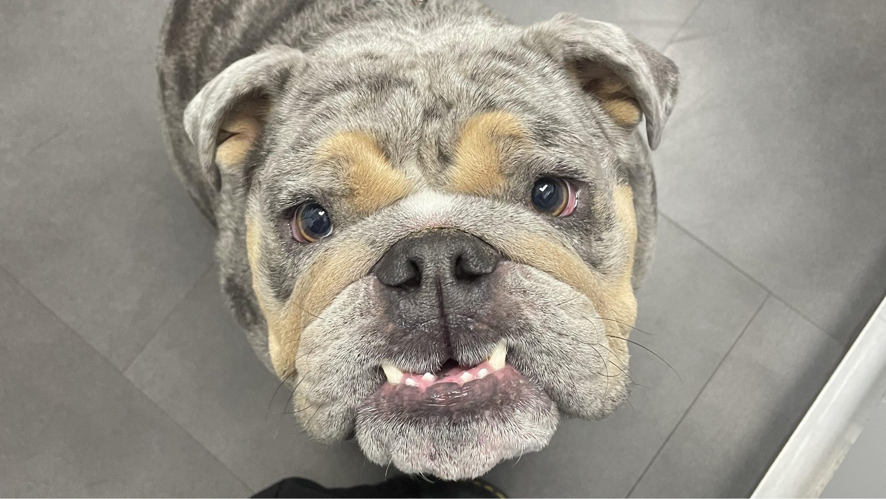 Senior Pet Heart Disease: What That Lub-Dub Sound Might Mean 3 | Lilydale Vet | Veterinary Care | Image Senior Bulldog Resting Comfortably While Showing Typical Ageing Features, Highlighting The Importance Of Monitoring Heart Health And Breathing In Older Dogs During Their Golden Years.