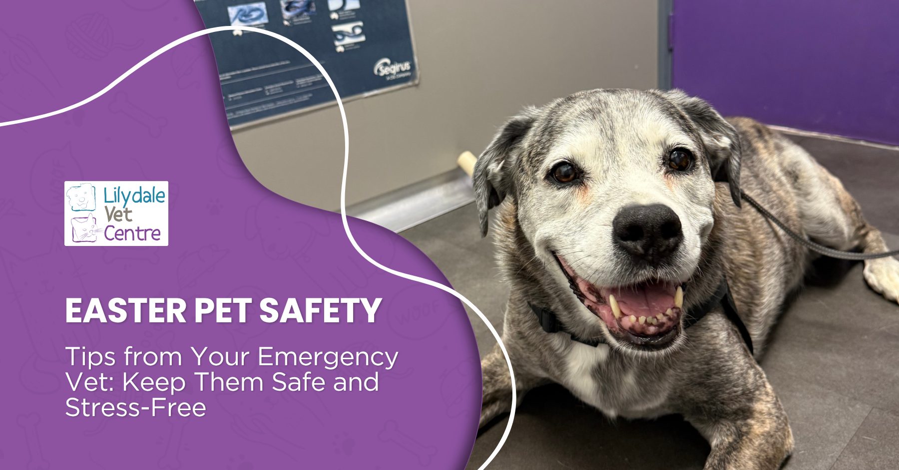 Easter Pet Safety Tips From Your Emergency Vet: Keep Them Safe And Stress-Free 1 | Lilydale Vet | Veterinary Care | Image Relaxed Dogs Sit Beside Friendly Lilydale Vet Centre Staff, Showing A Calm, Safe Environment Where Pets Feel Comfortable, Supported, And Cared For During Their Visit.