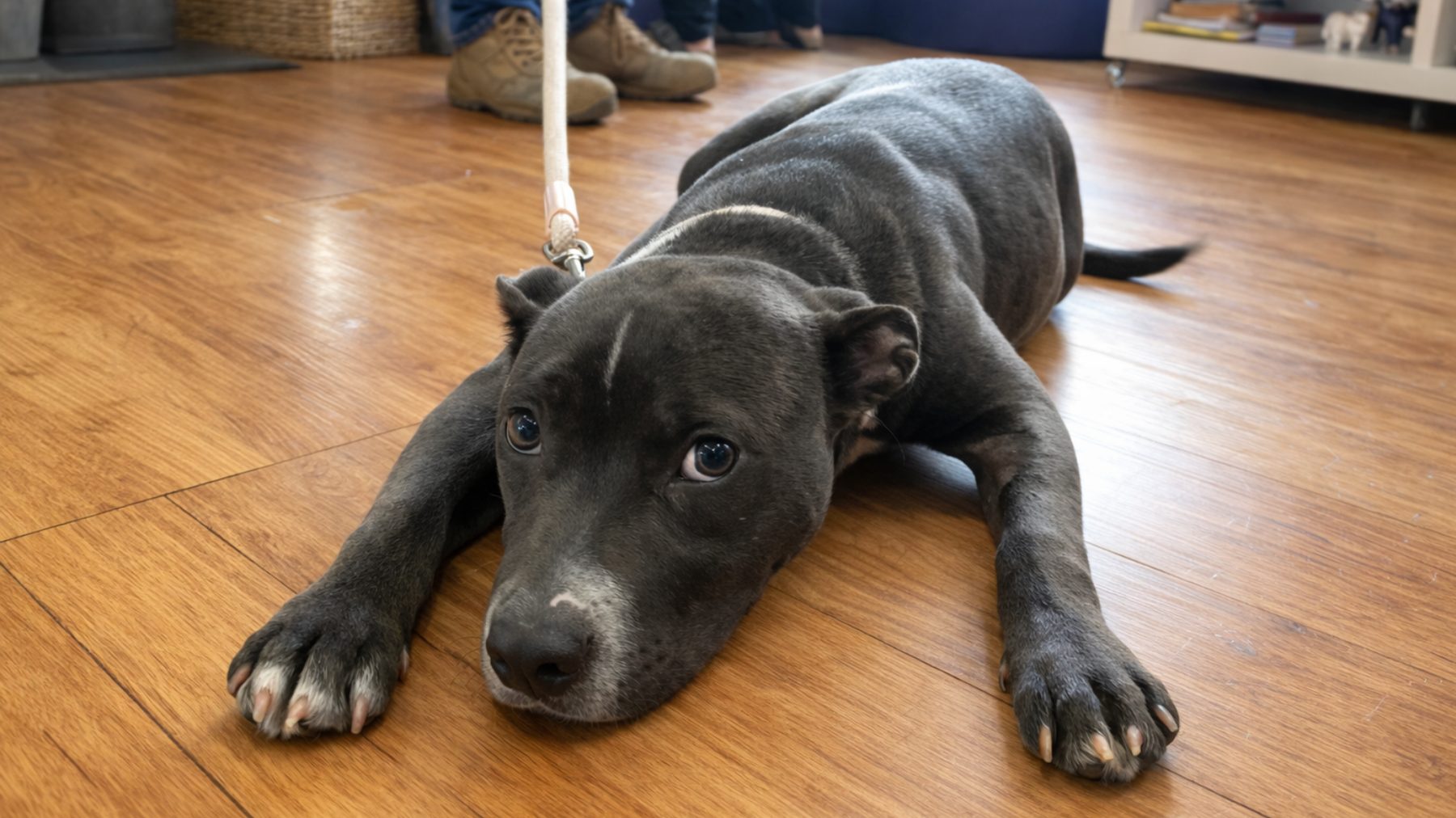 Dog Behaviour Problems: Is It A Bad Dog Or A Busy Brain? 2 | Lilydale Vet | Veterinary Care | Image Dog Lying Awake Unable To Relax In Quiet Room, Showing Dog Behaviour Problems And Busy Brain Signs, Including Restlessness, Panting, And Inability To Switch Off Despite Calm Surroundings.