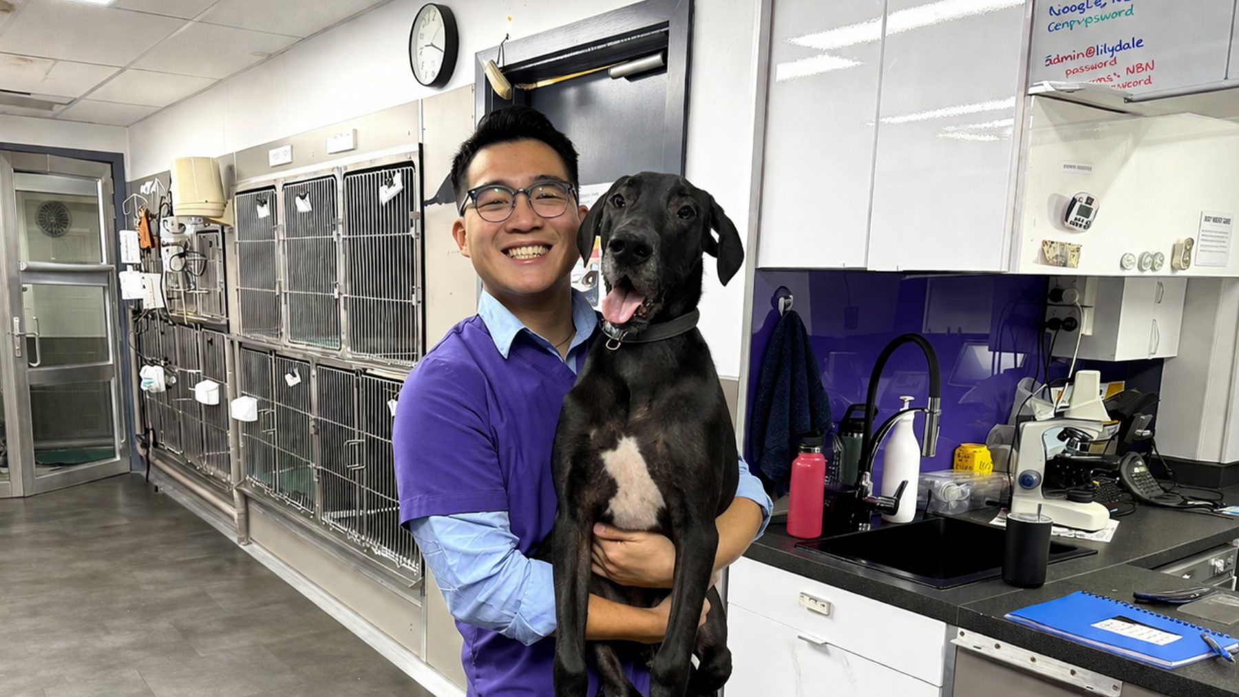 Dog Behaviour Problems: Is It A Bad Dog Or A Busy Brain? 3 | Lilydale Vet | Veterinary Care | Image Alert Dog Reacting To Small Movement During Walk, Showing Dog Behaviour Problems Linked To Busy Brain, Impulsivity, And Distraction, Demonstrating Difficulty Focusing And Staying Calm Outdoors.