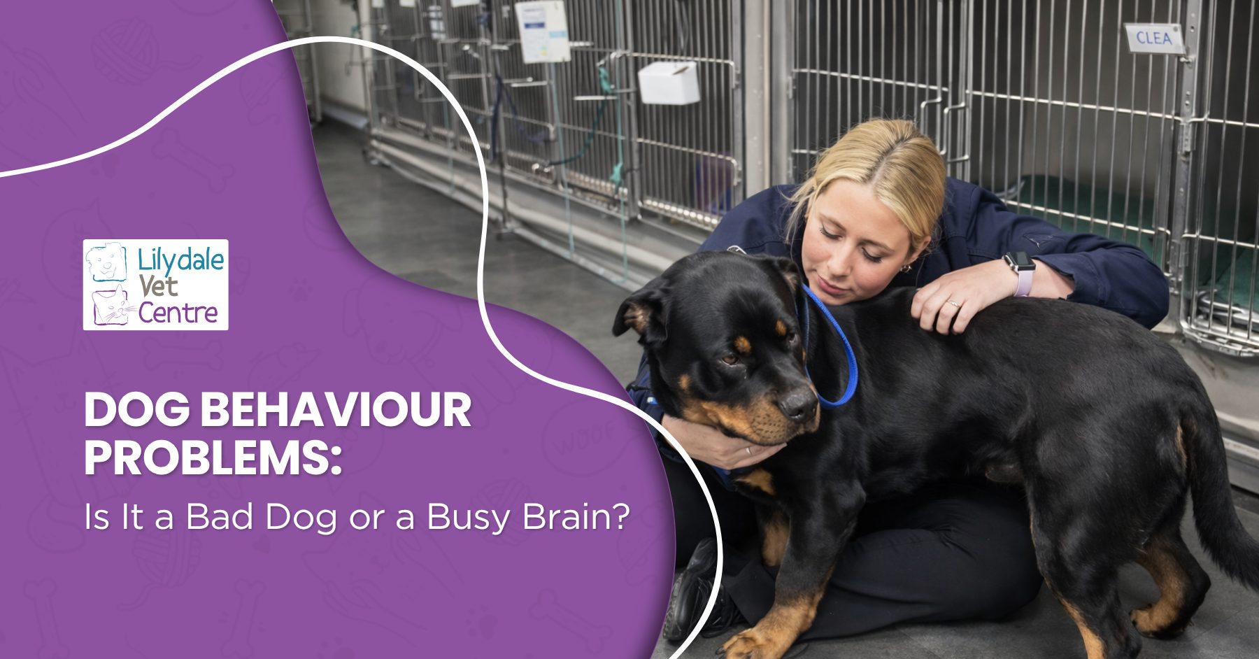 Dog Behaviour Problems: Is It A Bad Dog Or A Busy Brain? 1 | Lilydale Vet | Veterinary Care | Image Restless Dog Pacing Indoors Showing Dog Behaviour Problems, Struggling To Settle Due To Busy Brain, Highlighting Signs Of Anxiety, Discomfort, Or Unmet Needs In Everyday Home Environment.