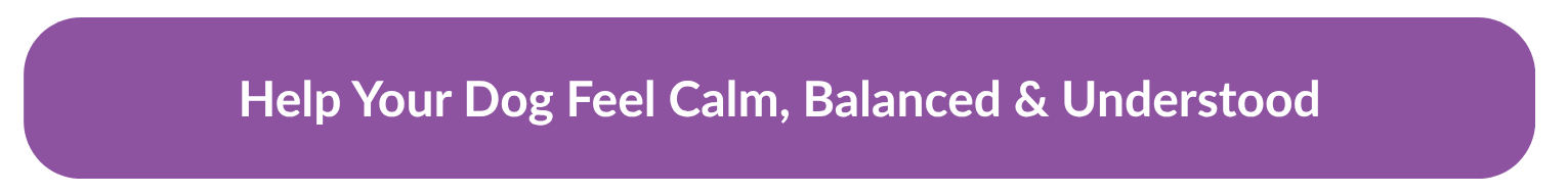 Dog Behaviour Problems: Is It A Bad Dog Or A Busy Brain? 4 | Lilydale Vet | Veterinary Care | Image Dog Behaviour Problems: Is It A Bad Dog Or A Busy Brain? Cta Button
