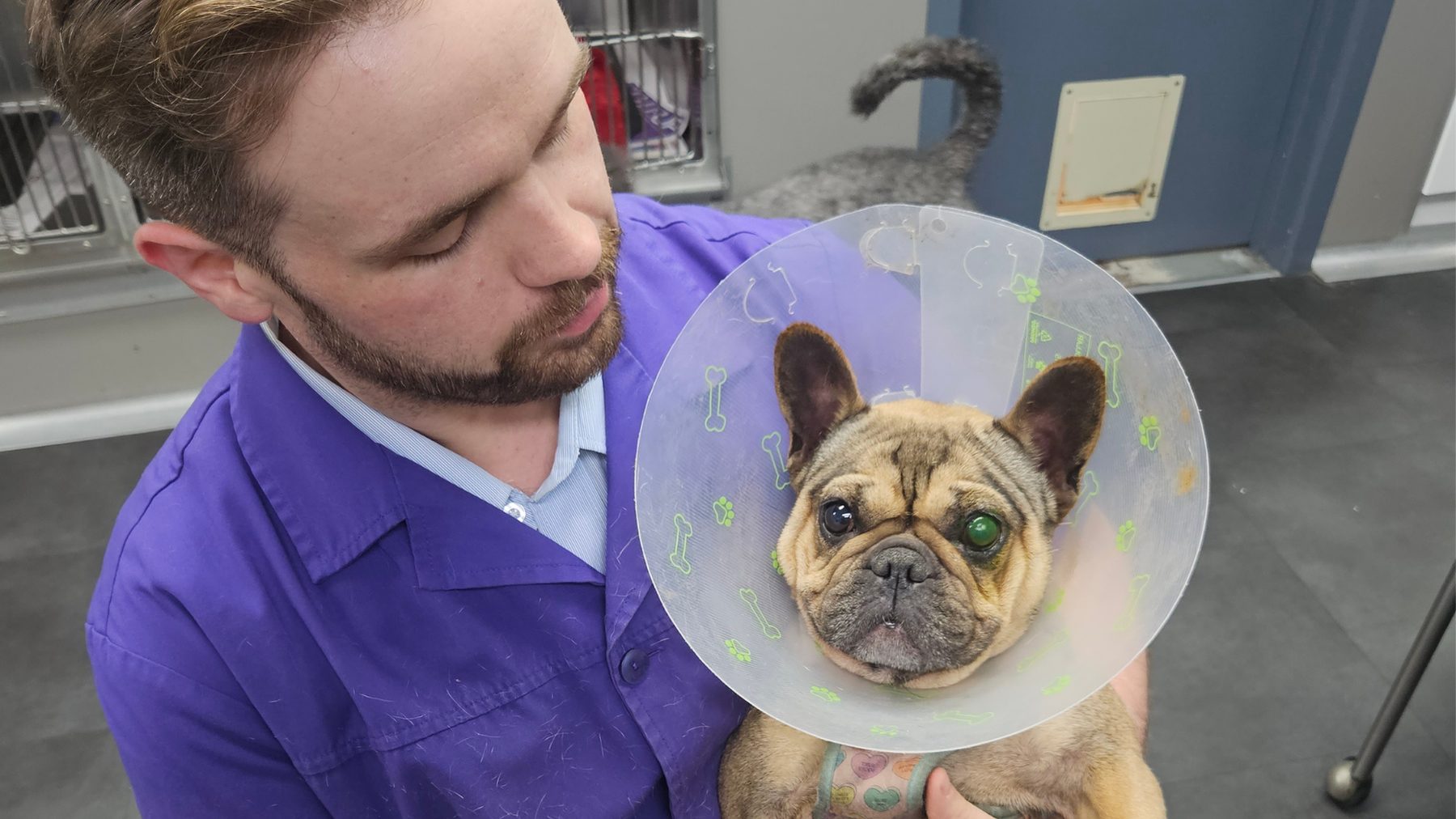 Senior Pet Weight Loss: Is Your Pet Hiding Something From You? 3 | Lilydale Vet | Veterinary Care | Image Vet Examining A Senior Pet Showing Subtle Weight Loss Signs, Helping Families Catch Hidden Disease Early For Healthier, Happier Golden Years.
