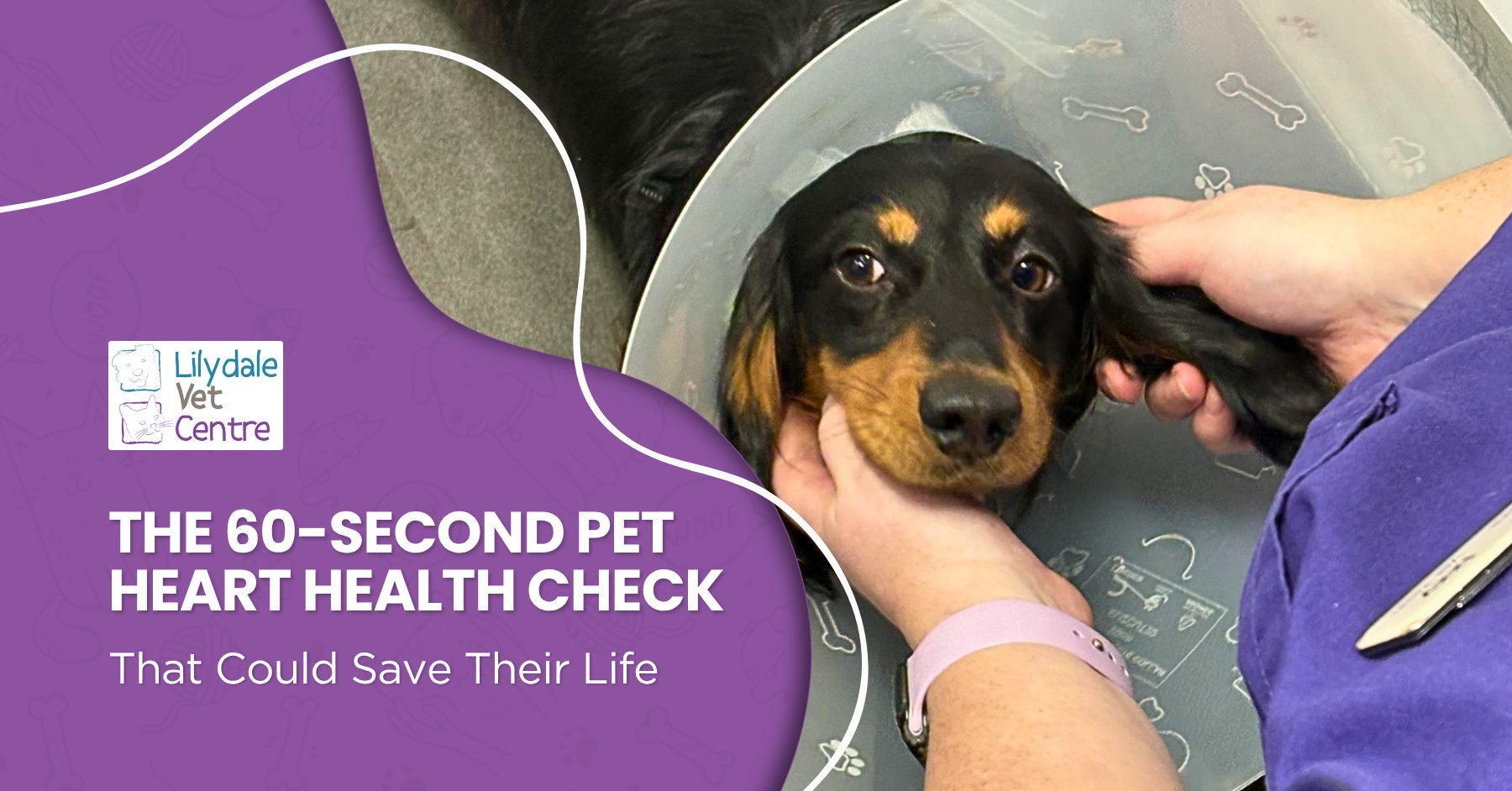 The 60-Second Pet Heart Health Check That Could Save Their Life 1 | Lilydale Vet | Veterinary Care | Image Senior Dog Sleeping Peacefully While Pet Parent Performs A Pet Heart Health Breathing Check At Home To Monitor Early Signs Of Heart Disease.