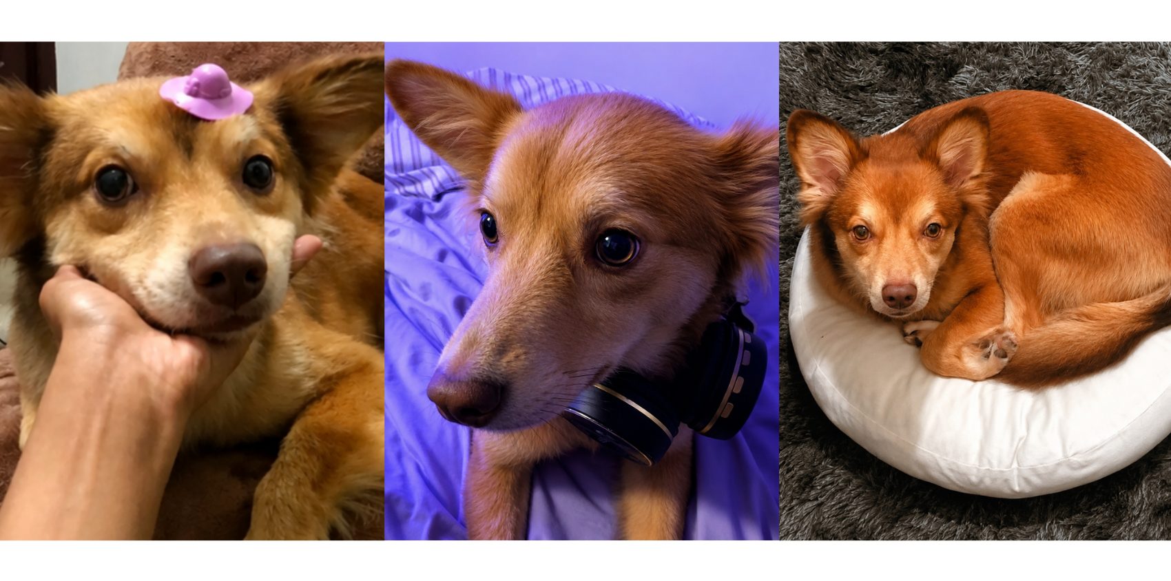 Meet The Team: Ana And Rua – The Friendly Faces Helping Every Visit Run Smoothly 3 | Lilydale Vet | Veterinary Care | Image Communications And Admin Professional Rua Helps Lilydale Vet Centre Run Smoothly, Ensuring Every Veterinary Visit Is Organised, Efficient, And Welcoming For Families.