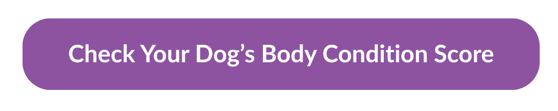 Dog Weight Loss: Could Too Much Tucker Be Stealing Precious Years? 3 | Lilydale Vet | Veterinary Care | Image Lilydale Blog - Dog Weight Loss Could Too Much Tucker Be Stealing Precious Years